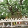 Kelaniya